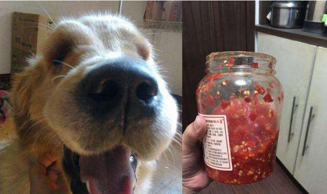 狗狗可以吃辣吗,狗狗可以吃辣吗?,幼犬能吃辣椒吗？