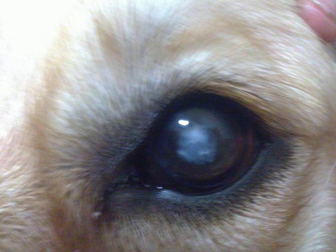 狗狗眼睛白内障,狗狗眼睛白内障怎么办,小狗眼球有白蒙是什么原因？怎么治？