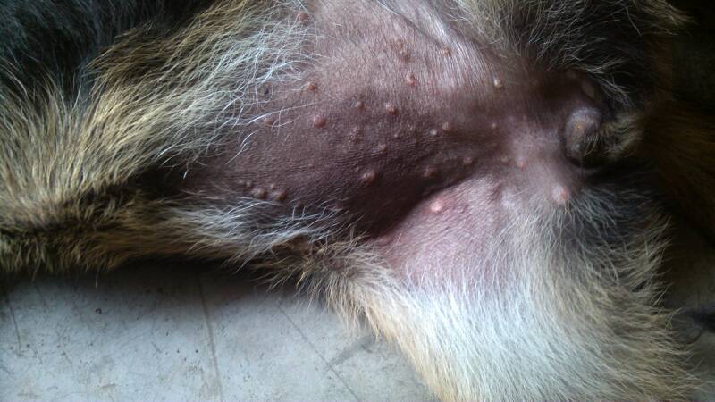 狗狗身上长痘痘,狗狗身上长痘痘是什么原因,泰迪狗长痘痘是什么病？
