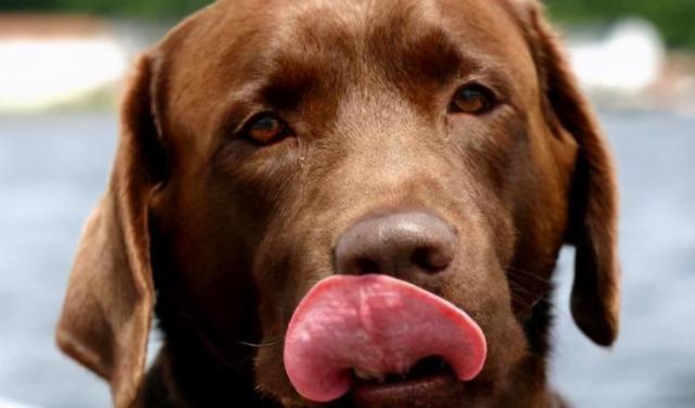 狗狗为什么一直舔舌头,狗狗为什么一直舔舌头吞口水,狗狗总是舔腿是什么原因？
