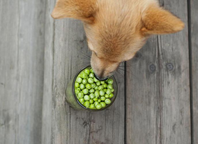狗狗可以吃绿豆吗,狗狗可以吃绿豆吗汤,金毛能吃绿豆吗？