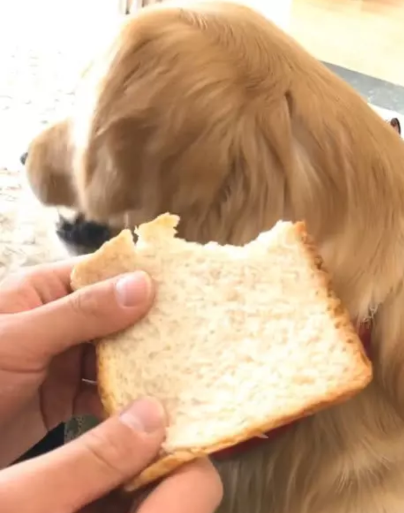 狗狗能吃面包吗,狗狗能吃面包吗为什么,狗能吃甜的面包吗？