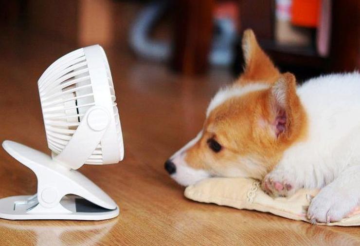 夏天如何给狗狗降温,夏天如何给狗狗降温(很实用的方法),狗狗太热怎么降温？