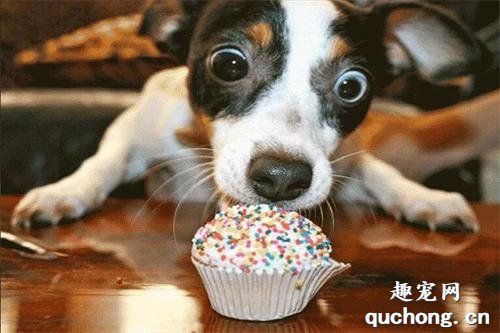 狗狗能不能吃饼干,狗狗能不能吃饼干和面包,狗能吃饼干吗？