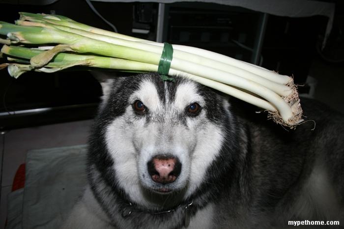 狗狗能吃葱吗,狗狗能吃葱吗熟的,狗为什么不能吃大蒜和葱？