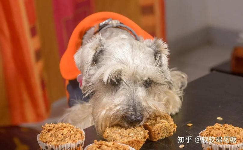 狗狗可以吃麦片吗,狗狗可以吃麦片吗?,狗能吃燕麦吗？