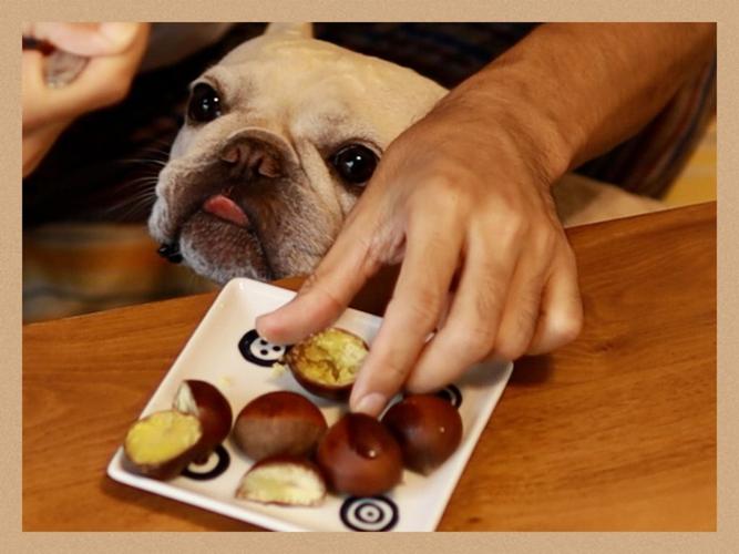 狗狗能吃板栗,狗狗能吃板栗仁吗,狗能吃栗子么？
