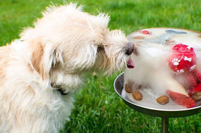 狗狗可以吃冰吗,夏天狗狗可以吃冰吗,晓德食用冰块可以吃吗？