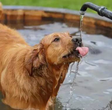 狗狗喝了脏水怎么办,狗狗喝了脏水怎么办呢,狗可以喝太阳能的水吗？