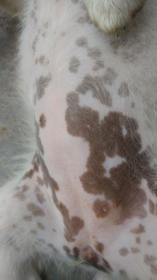 狗狗身上长黑斑怎么办,狗狗真菌黑斑图片,为什么狗狗会有黑斑，兽医说是色素沉淀。色素沉淀是怎么引起的呢?为什么会这样?好难看哦？