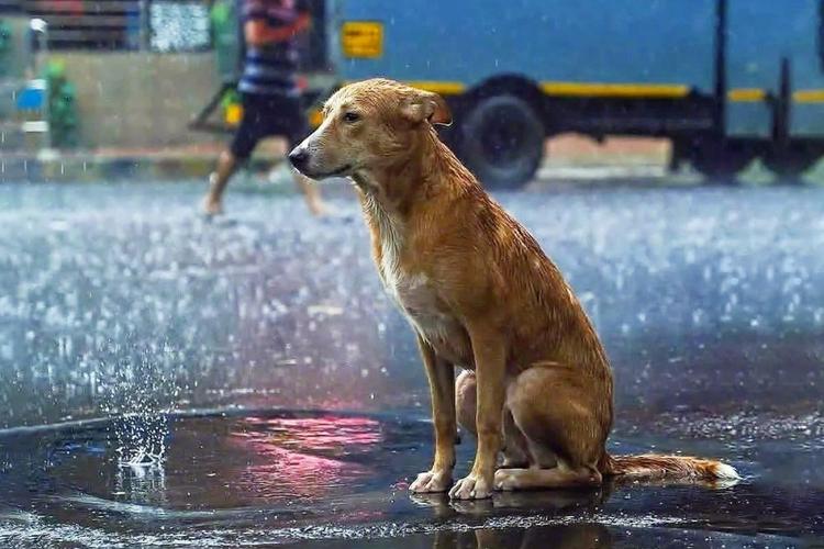 狗狗淋雨了会怎么样,狗淋了一晚上雨没事吧,两个多月得狗狗换了水土会怎么样？