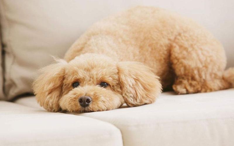 狗狗抑郁的表现,狗狗抑郁的表现有哪些,泰迪抑郁是什么样子？