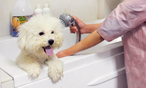 给狗狗洗澡需要注意什么,自己给狗狗洗澡需要注意什么,冬天,要给小狗怎么洗澡才会保证它不感冒。应该注意什么呢？