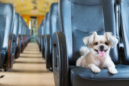 狗狗可以坐火车吗,狗狗可以坐火车吗,都要些什么手续,坐火车能不能带宠物狗？