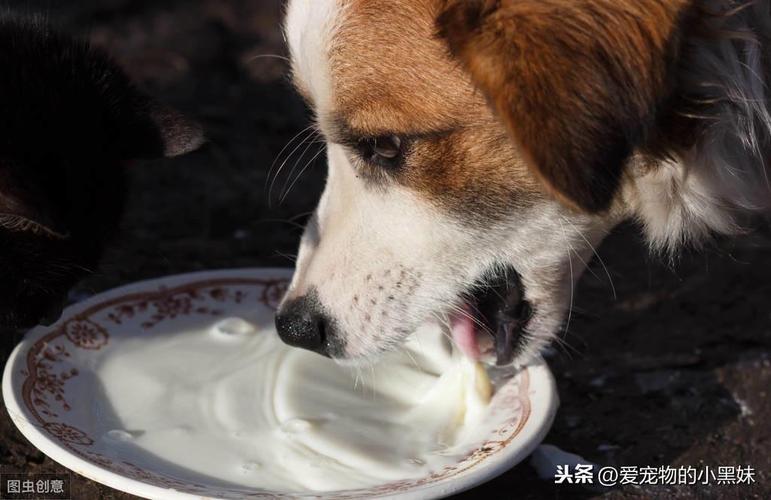 狗狗能不能喝牛奶,狗狗能不能喝牛奶纯牛奶,狗能不能長期喝牛奶？