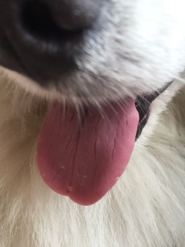 狗狗舌头发白是怎么回事,狗狗舌头发白是怎么回事呕吐,狗狗舌头发白吐白口水怎么弄阿，会不会死？