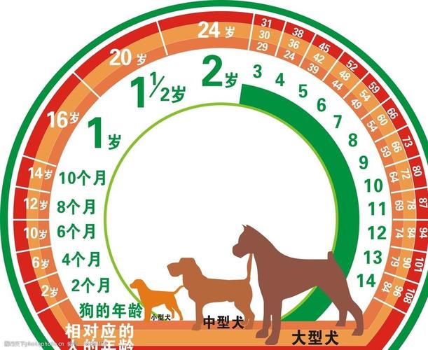 狗狗年龄表,狗狗年龄表格,12年的狗相当于人的寿命多少年？