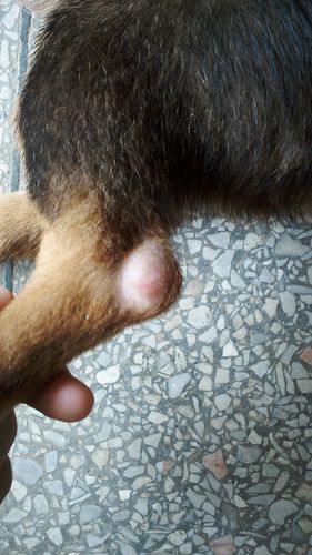 狗狗皮下囊肿,狗狗皮下囊肿怎么治疗,小狗爪子间长了个大包？