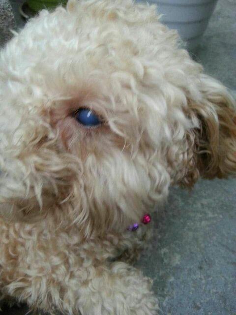 狗狗蓝眼病怎么治疗,狗狗蓝眼病怎么治疗能用人的眼药吗,巴哥眼睛蓝膜是什么？