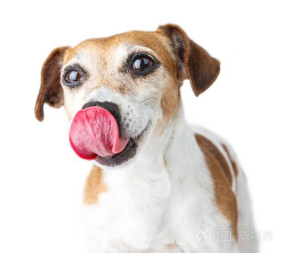 狗狗咬舌头,狗狗咬舌头是怎么回事,为什么小狗一直张嘴舔舌头？