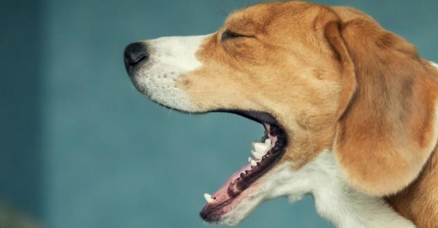 狗狗窝咳是什么症状,狗狗窝咳是什么症状视频,犬窝咳是什么原因引起的？