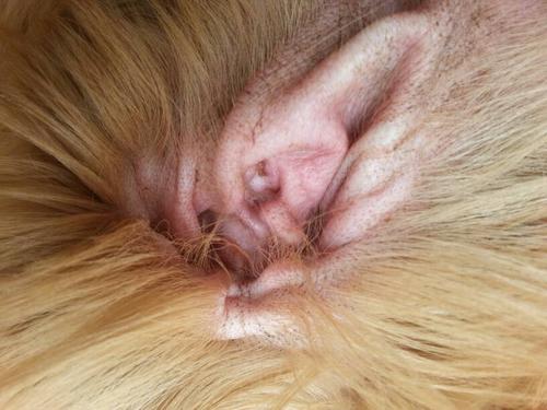 怎么看狗狗有没有耳螨,怎么看狗狗有没有耳螨,耳螨有什么症状,怎么看狗狗有没有耳螨