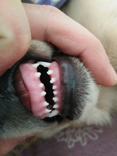 狗狗多大掉牙,狗狗多大掉牙齿?,狗狗开始掉牙了，得多大了？