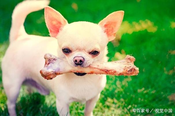 狗狗可以吃鸡骨头吗,怀孕的狗狗可以吃鸡骨头吗,狗能吃鸡骨头吗？