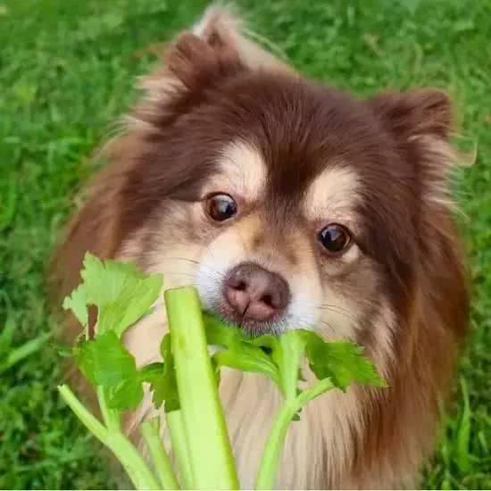狗狗可以吃芹菜吗,狗狗可以吃芹菜吗熟的,狗狗能吃芹菜吗熟的？