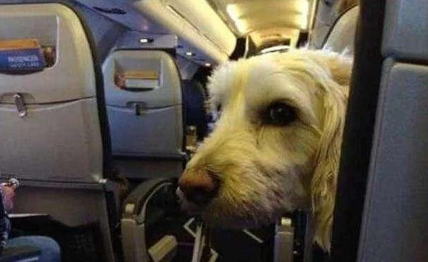 坐飞机带狗狗要办什么手续,坐飞机带狗狗要办什么手续可以给狗狗买座位吗,泰迪狗坐飞机都需要什么手续？