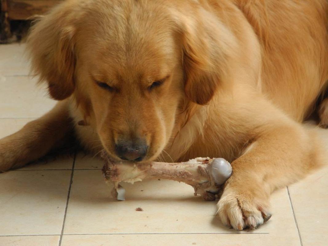 狗狗多大能吃骨头,狗狗多大能吃骨头?,小狗什么时候可以喂它骨头吃了？