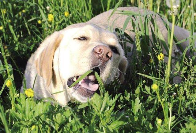 狗狗为啥吃草,狗狗为啥吃草然后吐出来,我家的狗为什么老吃草？