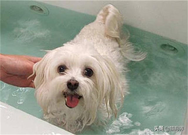 怎么让狗狗不掉毛,怎么让狗狗不掉毛的方法,用什么给狗狗洗澡才能让狗狗不掉毛？