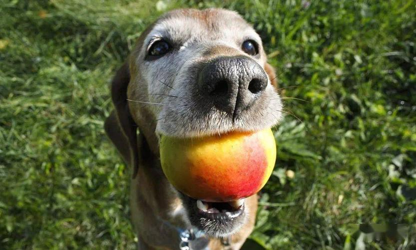 狗狗吃油桃,狗狗吃油桃好吗,边牧能吃油桃吗？