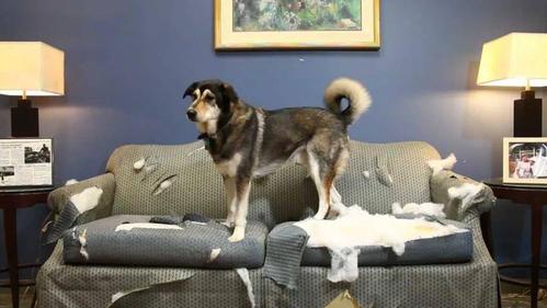 狗狗刨沙发是什么意思,狗狗刨沙发是什么意思用的前爪,狗狗为什么总喜欢刨地板？