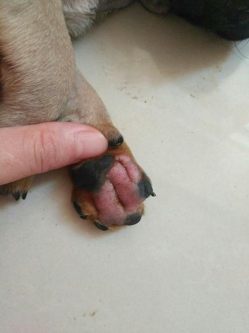 狗狗脚趾缝红肿,狗狗脚趾缝红肿是怎么造成的,狗狗脚趾意外受伤，一直又红又肿的!该怎么办？