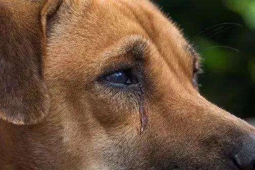 狗狗会不会哭,狗狗会不会哭的流泪,主人哭了狗狗的表现？