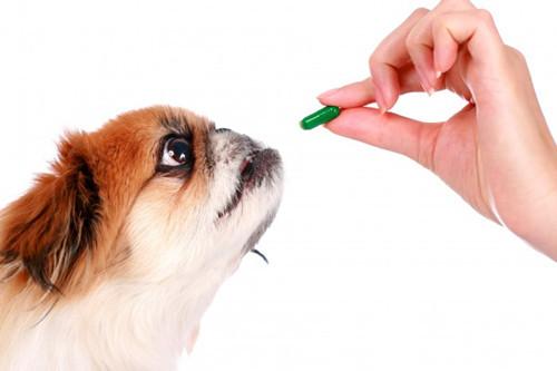 怎么预防狗狗得细小和犬瘟,多大的狗就不怕犬瘟了,怎样让狗狗远离细小病？
