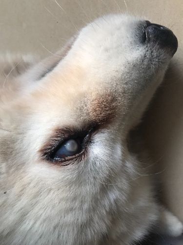 狗狗眼睛白色分泌物,狗狗眼睛白色分泌物特别多,我家小狗的眼睛眼球变白了怎么回事？