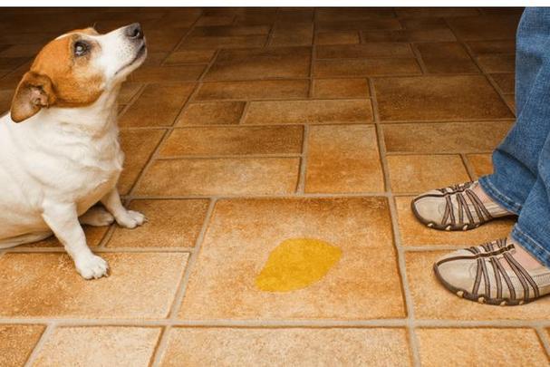 狗狗一天尿几次正常,狗狗一天尿几次正常 狗狗排尿次数跟喝水有关吗?,6个月的狗狗一天拉几次大便？