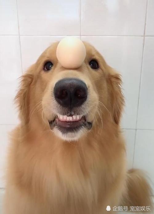 狗狗能吃煮鸡蛋吗,狗狗能吃煮鸡蛋吗?,狗狗煮鸡蛋有什么好处？