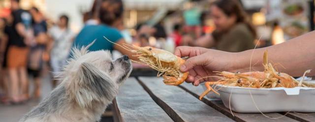 狗狗吃虾好吗,狗狗吃虾好吗?,狗狗可以吃虾吗？会不会过敏？
