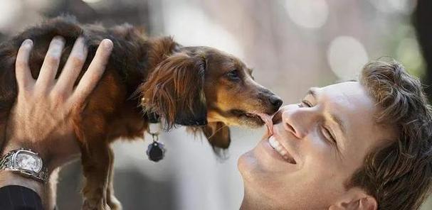 为什么狗狗喜欢舔主人,为什么狗狗喜欢舔主人的汗,狗狗为什么爱舔人，狗狗舔人好不好？