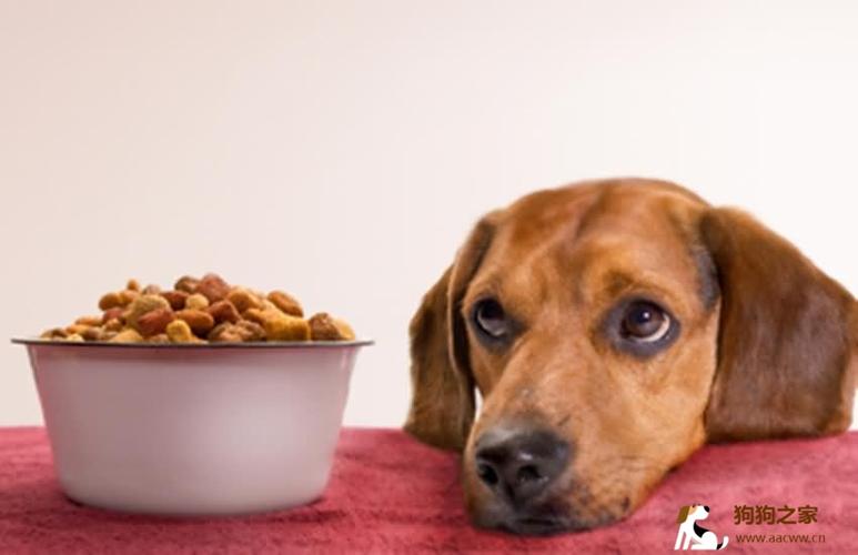 狗狗食物名字,狗狗食物名字大全,有谁知道狗可以吃蜜枣吗？