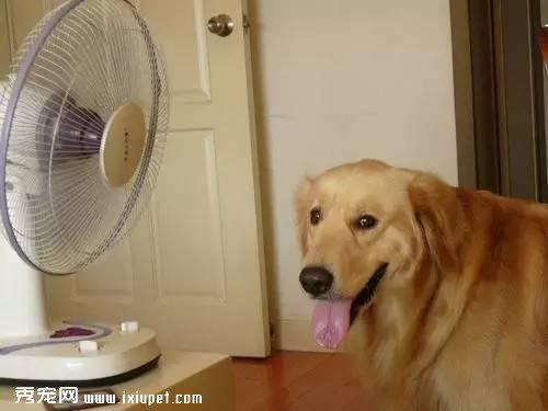 狗狗能不能吹空调,狗狗能不能吹空调过夜,狗狗为什么不喜欢呆在空调？