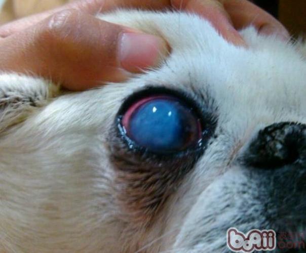 狗狗角膜炎图片,狗狗角膜炎图片眼睛,狗狗角膜炎结膜炎好转迹象都有哪些？
