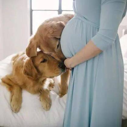 孕妇和狗狗接触会有什么后果,狗身上的气味会使胎儿畸形吗,孕妇和狗狗接触会有什么后果