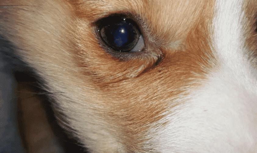 狗狗眼睛臭是怎么回事,狗狗眼睛臭是怎么回事儿,我家小狗的眼睛眼球变白了怎么回事？