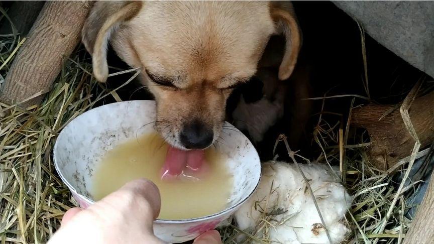 狗狗能喝米汤吗,狗狗能喝米汤吗有营养吗,拉布拉多可以喝米汤吗？