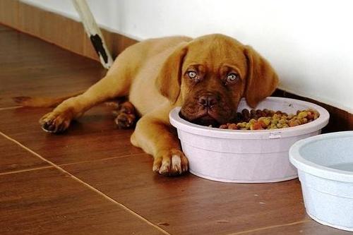 狗狗吃了不该吃的东西怎么办,狗狗吃了不该吃的东西怎么办呢,两个月大狗狗吃了一块咸菜怎么办？